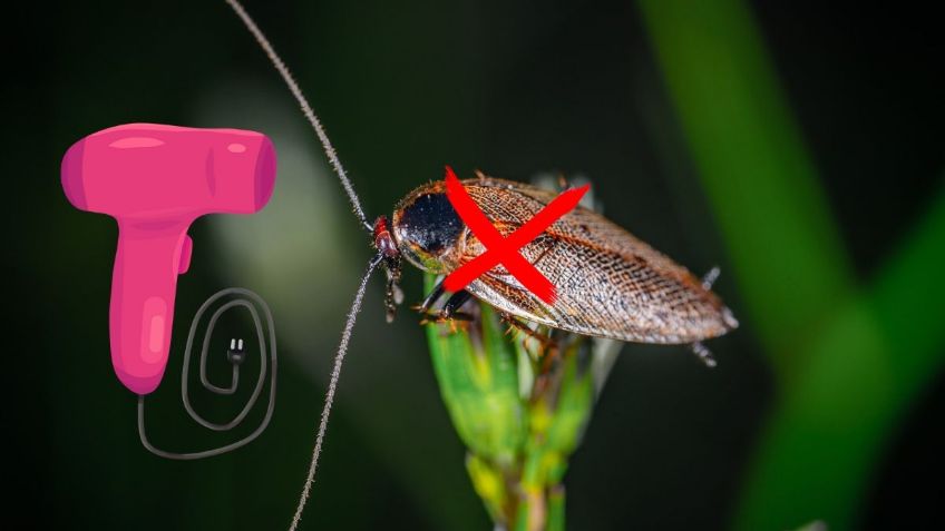 ¿Cómo utilizar un secador de cabello para ELIMINAR a las CUCARACHAS? | ChatGPT