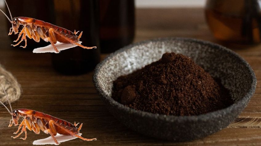 Así puedes eliminar las CUCARACHAS de tu casa solo con CAFÉ MOLIDO paso a paso