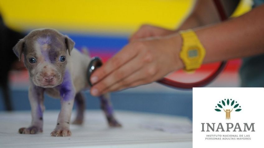 Consultorios VETERINARIOS con DESCUENTO para adultos mayores con credencial INAPAM