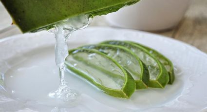 ¿Cómo utilizar el ALOE VERA para mejorar la circulación y reducir el COLESTEROL? | Receta