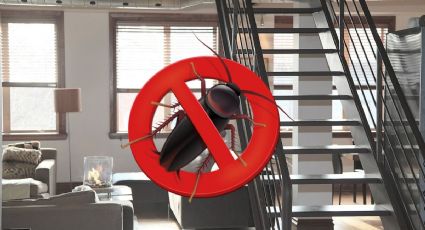 ¿Qué atrae a las cucarachas a nuestro hogar? Inteligencia artificial de Google lo revela