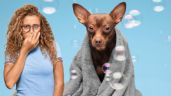 ¿Cada cuántos días debes bañar a tu perrito, según la Inteligencia Artificial?