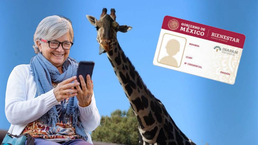 Jirafa Benito: INAPAM da DESCUENTO para conocer al animal en Africam Safari