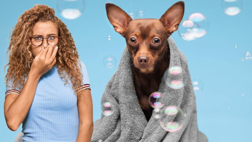 ¿Cada cuántos días debes bañar a tu perrito, según la Inteligencia Artificial?