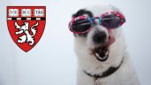 Universidad de Harvard "confirma" una mejora de salud si tienes mascotas