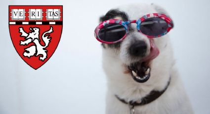 Universidad de Harvard "confirma" una mejora de salud si tienes mascotas