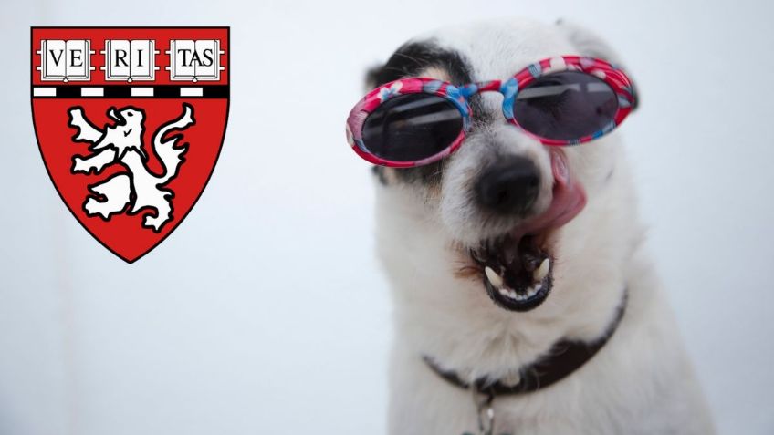 Universidad de Harvard "confirma" una mejora de salud si tienes mascotas