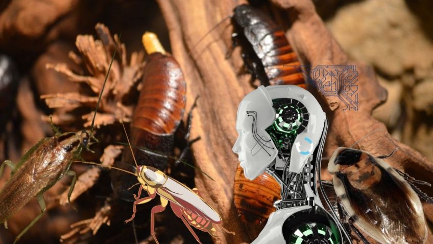 ¿Cómo saber qué tipo de cucarachas hay en mi casa y cómo eliminarlas? | ChatGPT