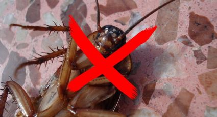Elimina a las cucarachas usando la naftalina como auxiliar | Google Bard