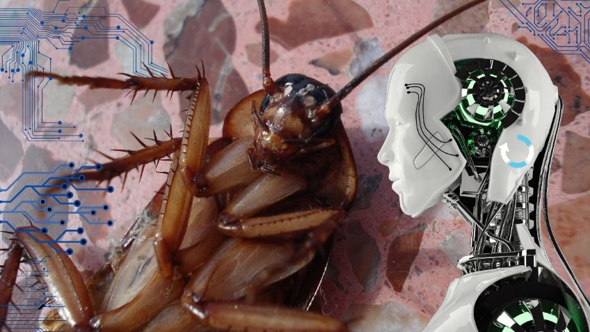 Google Gemini revela 5 formas de evitar que las cucarachas se escondan en tu ropa del closet