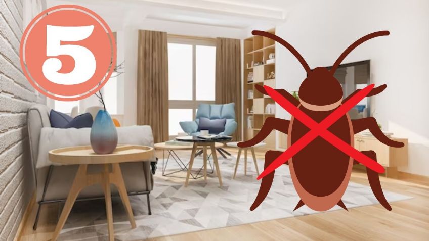 VIDEO: ¿Cucarachas en casa? 5 remedios naturales para eliminarlas para siempre