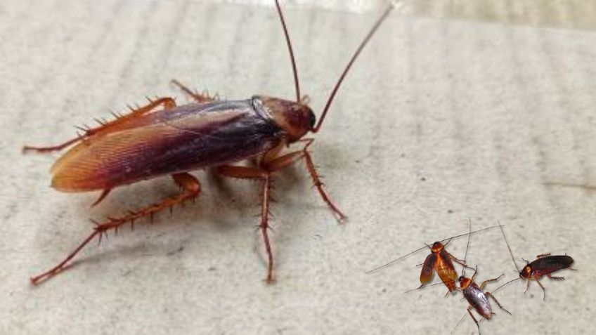 ¿Cómo eliminar los huevos de cucarachas de tu casa?