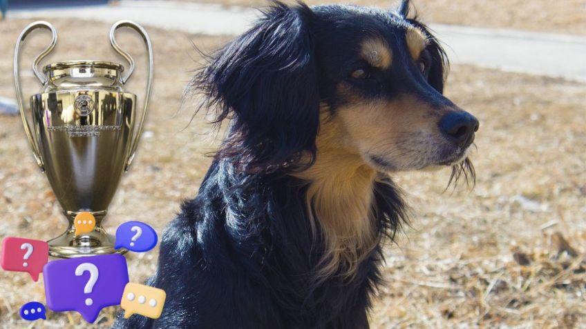 Perrito se vuelve viral en TikTok por acertar resultados de Champions League y predecir al campeón