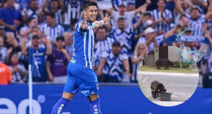 Captan a Maxi Meza sirviendo agua a osos afuera de su casa ante el calor intenso en Monterrey