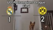 Foto ilustrativa de la nota titulada Perro de las predicciones revela quién ganará la final de la Champions League | VIDEO