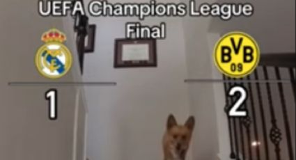 Perro de las predicciones revela quién ganará la final de la Champions League | VIDEO