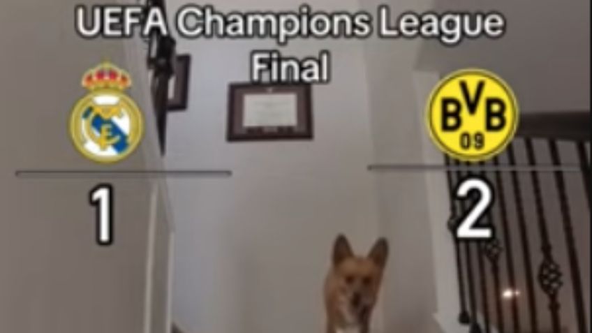 Perro de las predicciones revela quién ganará la final de la Champions League | VIDEO