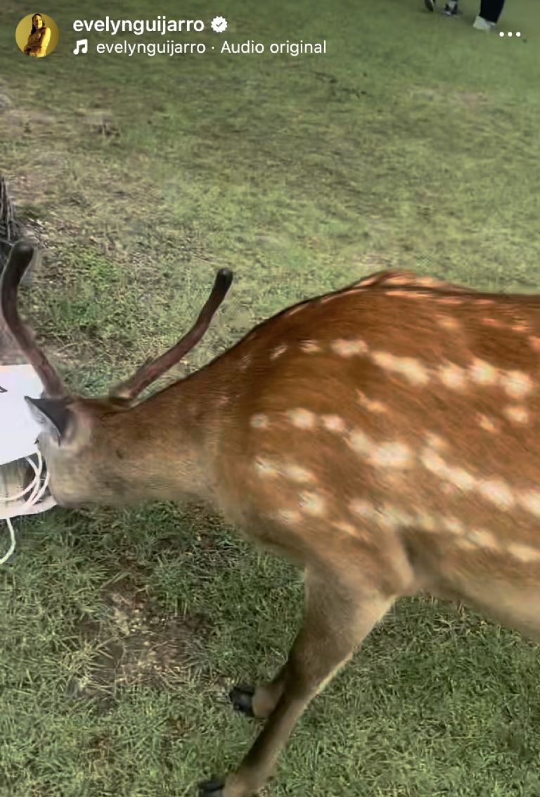 IG: @evelynguijarro
