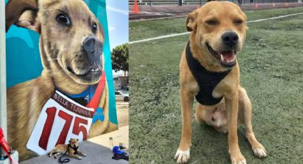 Falleció "El Chicles", perrito maratonista que enamoró las redes; ¿cuál era su récord?