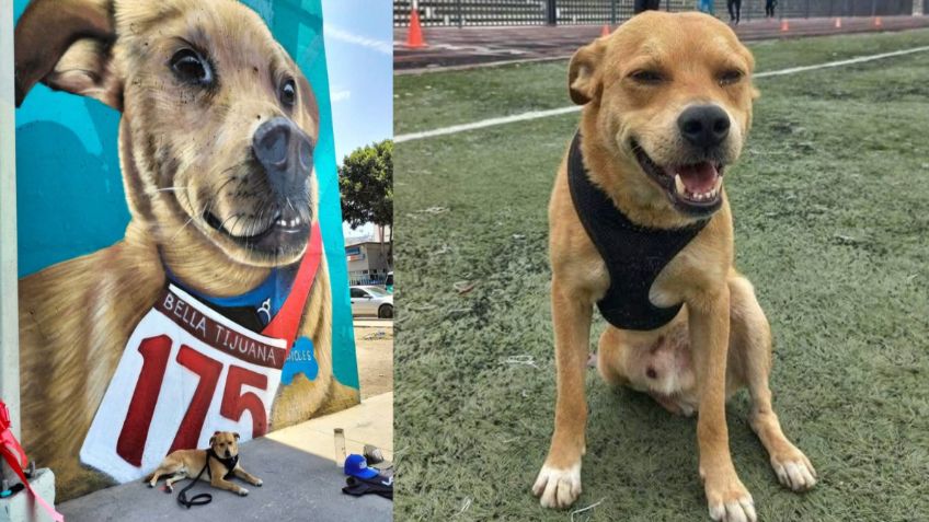 Falleció "El Chicles", perrito maratonista que enamoró las redes; ¿cuál era su récord?