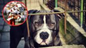 Foto ilustrativa de la nota titulada: Brilló en la NFL, lo denunciaron y ahora enfrenta una condena por maltrato animal