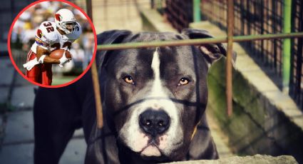 Brilló en la NFL, lo denunciaron y ahora enfrenta una condena por maltrato animal