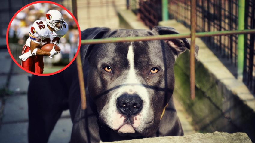 Brilló en la NFL, lo denunciaron y ahora enfrenta una condena por maltrato animal