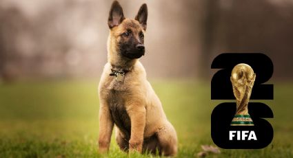 Conoce a la Generación FIFA, los perritos que reforzarán la seguridad del Mundial 2026 en México