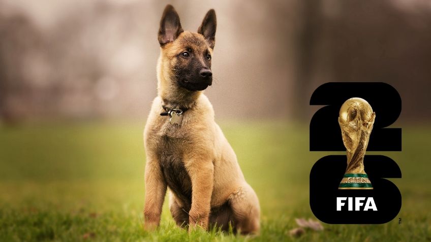 Conoce a la Generación FIFA, los perritos que reforzarán la seguridad del Mundial 2026 en México