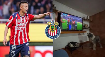 ¡Es fan de Chivas! Perrito se viraliza por festejar GOL del “Piojo” Alvarado | VIDEO