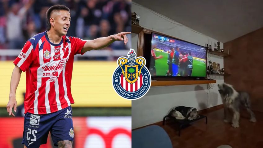 ¡Es fan de Chivas! Perrito se viraliza por festejar GOL del “Piojo” Alvarado | VIDEO