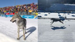 Foto que representa a Perrito conmueve en Milano Cortina 2026: cruzó la meta en prueba de esquí de fondo | VIDEO