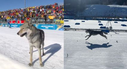 Perrito conmueve en Milano Cortina 2026: cruzó la meta en prueba de esquí de fondo | VIDEO