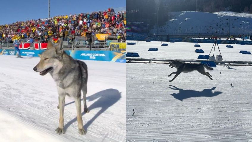 Perrito conmueve en Milano Cortina 2026: cruzó la meta en prueba de esquí de fondo | VIDEO