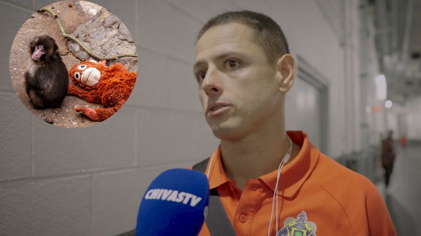 Chicharito, conmovido hasta las lágrimas por el mono Punch en Japón: “Es fuerte y real”