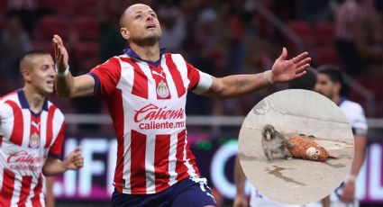 Chicharito se conmueve hasta las lágrimas por la historia del mono Punch en Japón