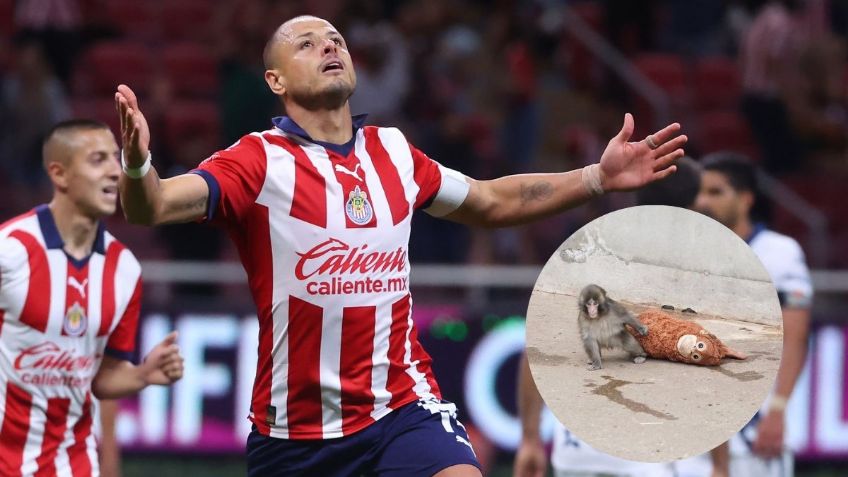 Chicharito se conmueve hasta las lágrimas por la historia del mono Punch en Japón