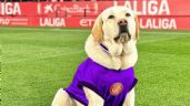 Foto ilustrativa de la nota titulada: La historia de Canya, la mascota del Girona que acompaña a los jugadores como apoyo emocional