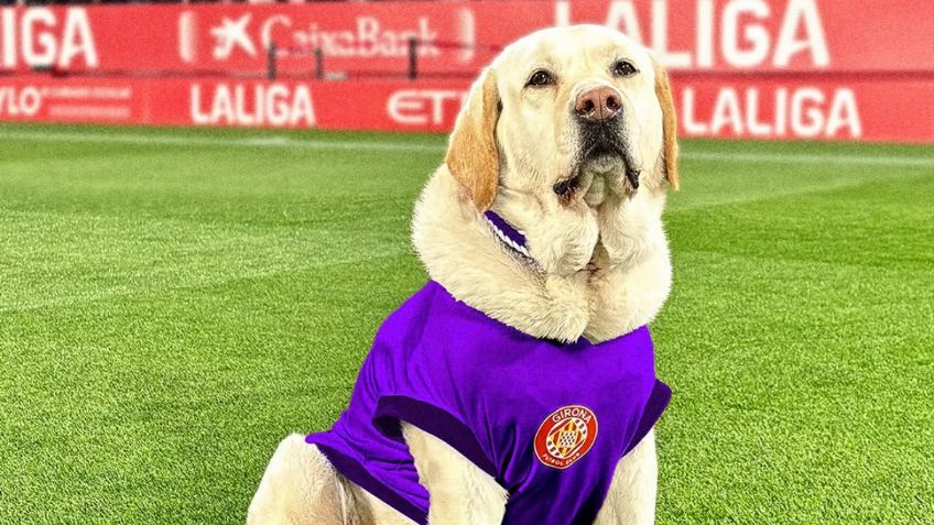 La historia de Canya, la mascota del Girona que acompaña a los jugadores como apoyo emocional