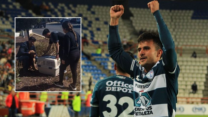 Estrella del Pachuca rescata a perrito herido y conmueve a la Liga MX con tierno mensaje
