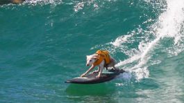 Foto que representa a Falleció Sugar, la perrita que hizo historia en el surf: De las calles al Salón de la Fama