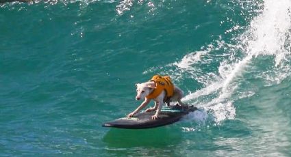 Falleció Sugar, la perrita que hizo historia en el surf: De las calles al Salón de la Fama