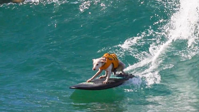 Falleció Sugar, la perrita que hizo historia en el surf: De las calles al Salón de la Fama