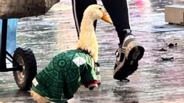 Foto que representa a El Pato Merlín enternece las redes con su jersey de México en el Mundial 2026