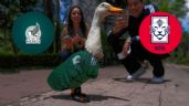 Foto ilustrativa de la nota titulada: Mundial 2026: El Pato Merlín predice al ganador de México vs Corea del Sur; ¿quién ganará?
