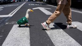 Foto que representa a El Pato Merlín enamora a México con su jersey del 'Tricolor' en el Mundial 2026