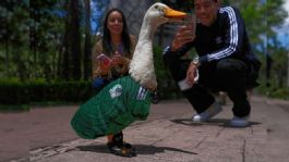 Foto que representa a El Pato Merlín vuela con la Selección Nacional para ofrecer el apoyo a México