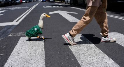 El Pato Merlín enamora a México con su jersey del 'Tricolor' en el Mundial 2026