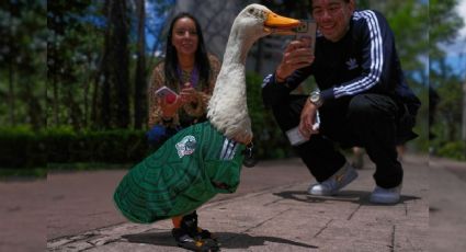 El Pato Merlín vuela con la Selección Nacional para ofrecer el apoyo a México