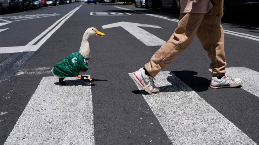 El Pato Merlín enamora a México con su jersey del 'Tricolor' en el Mundial 2026